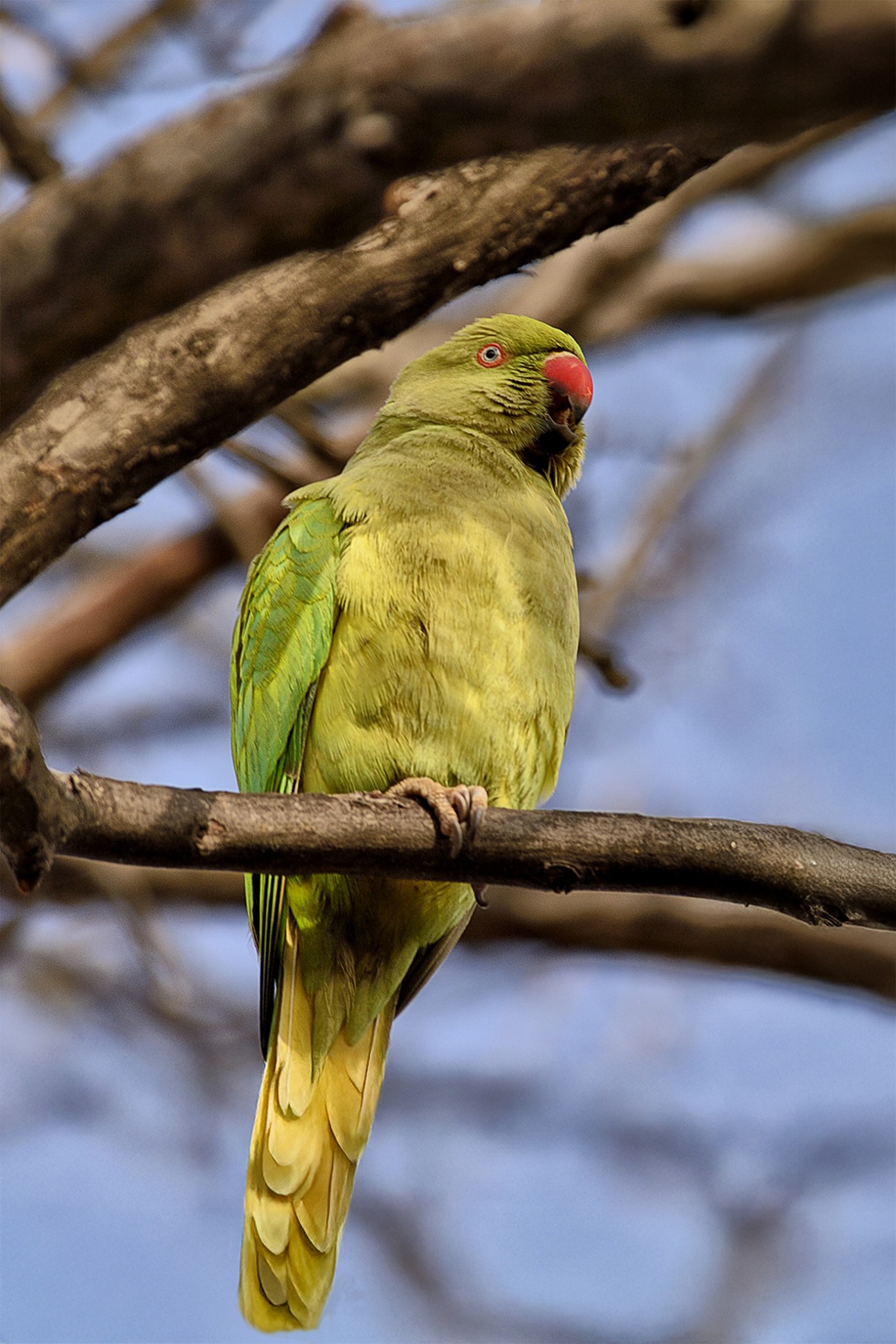 011_IPNature2025_Perrucle-à-Collier_opg_20180105_Rome_Palatin_0101.jpg