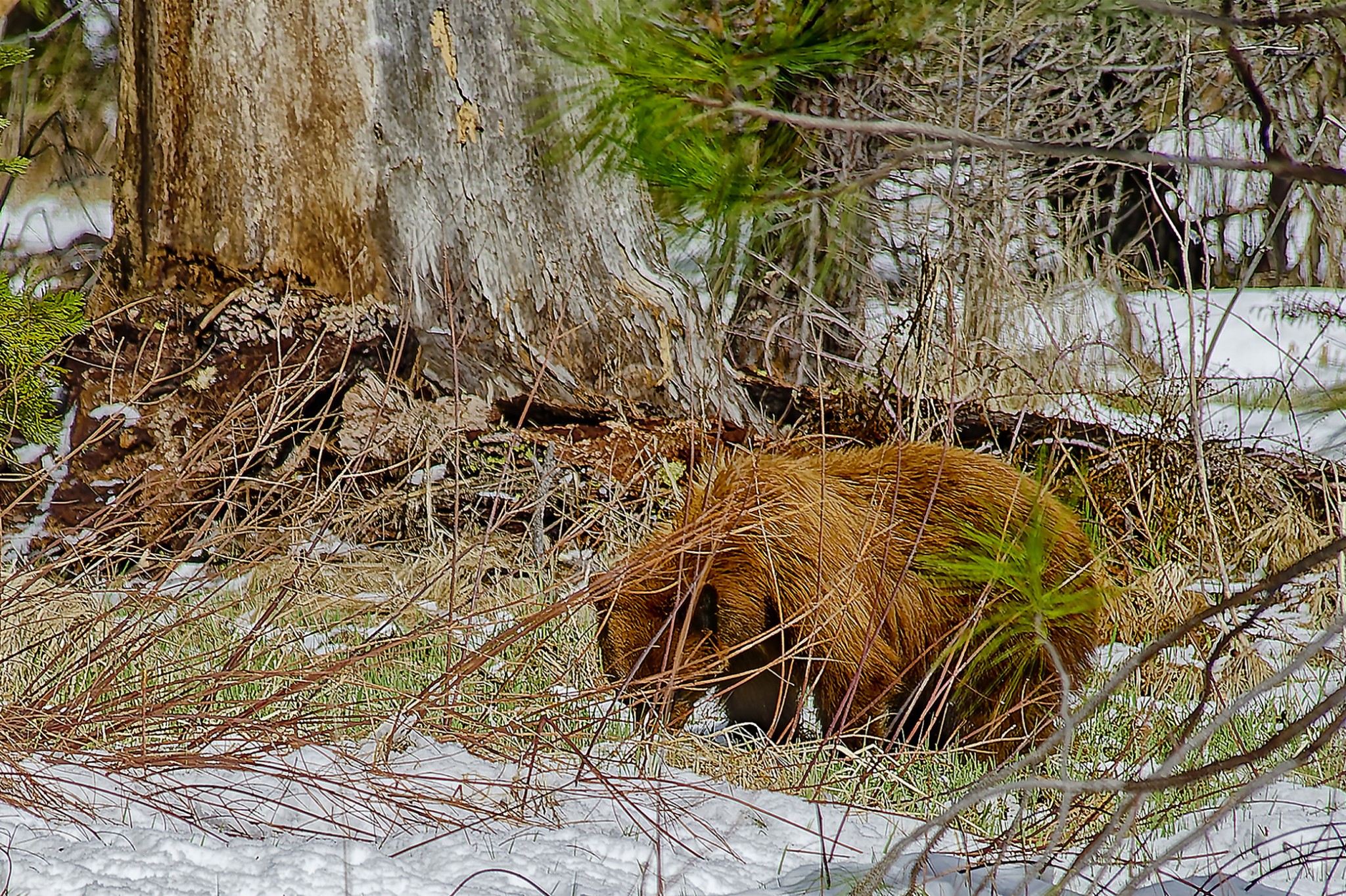 041_PapierNature2025_OursAffame_opg_20120414_USA_Yosemite_Ours_0101_DxO_1.jpg