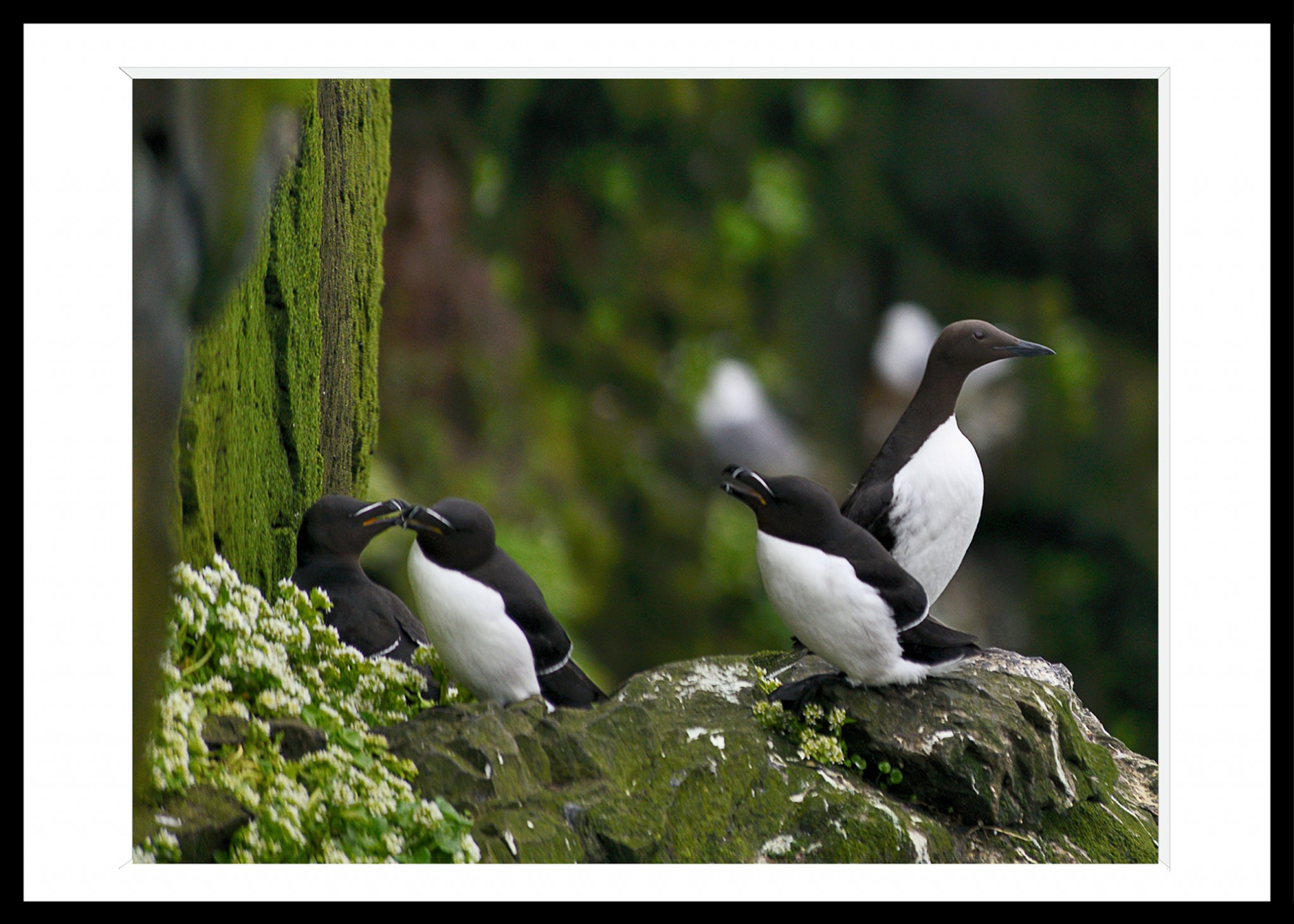 312_opg_20180623_Islande_Latrabjarg_Guillemot_0002.jpg