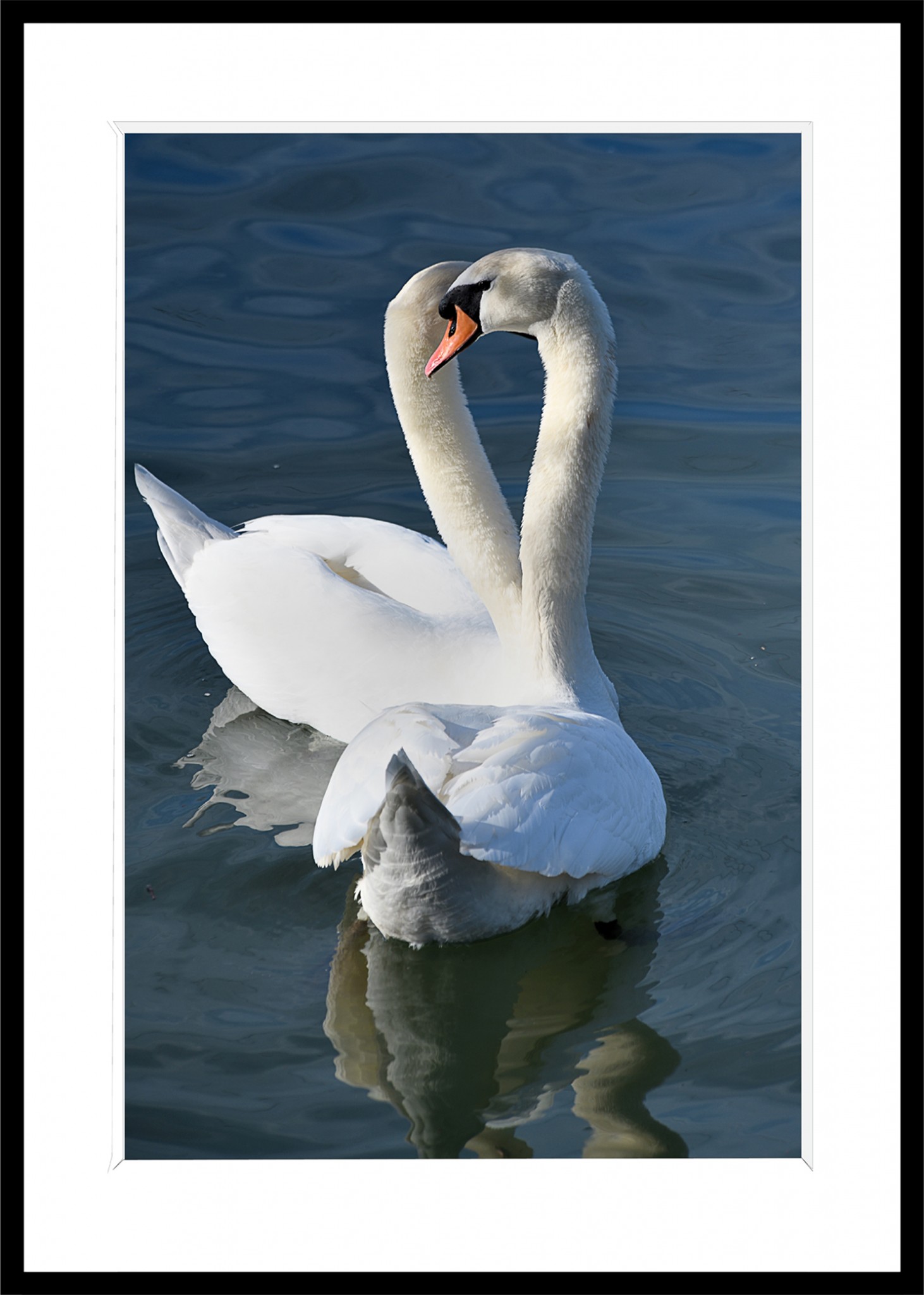 314_opg_20190224_Nanterre_Cygnes_0001.jpg