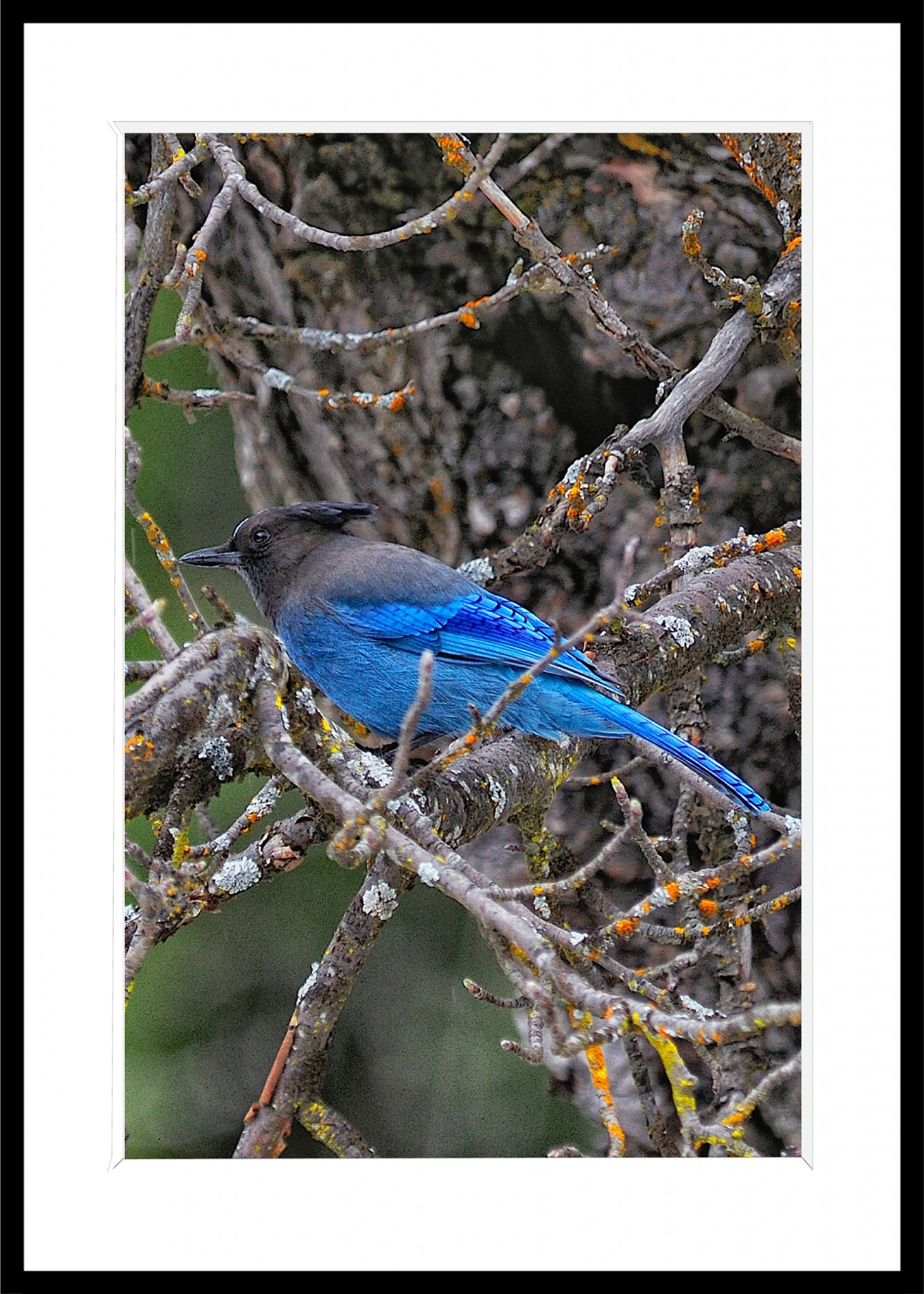 320_opg_20120414_Yosemite_GeaiBleuDesRocheuses_0002_DxO.jpg