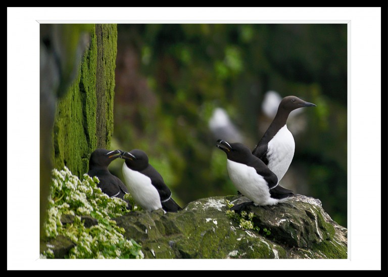 312_opg_20180623_Islande_Latrabjarg_Guillemot_0002.jpg