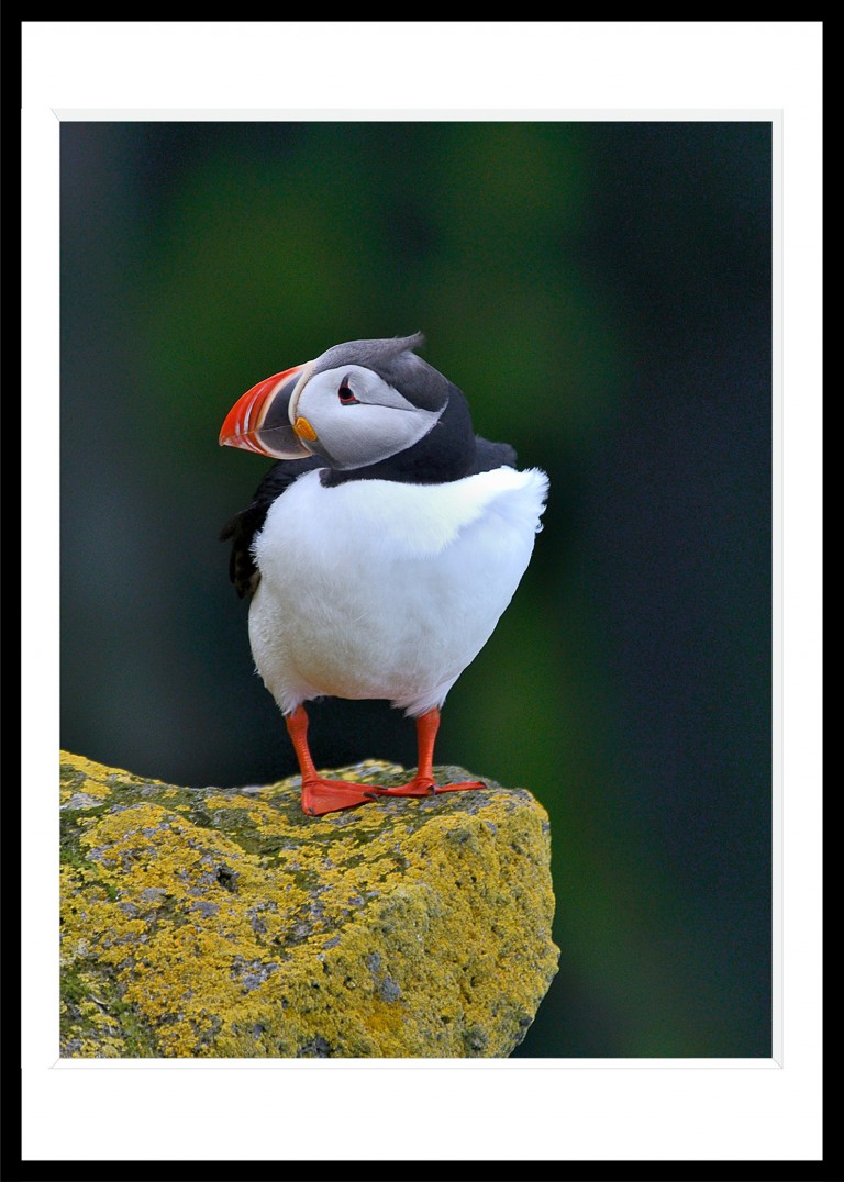 313_opg_20180622_Islande_Latrabjarg_Macareux_0007.jpg