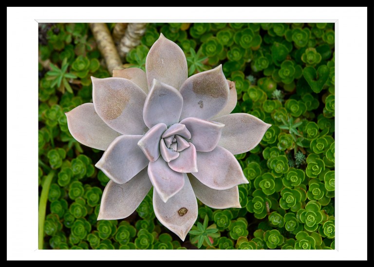 Decoration_Photos_Faune_Flore