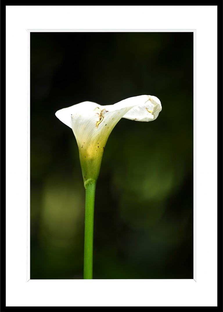 Decoration_Photos_Faune_Flore