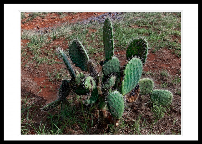 Decoration_Photos_Faune_Flore Decoration_Photos_Faune_Flore