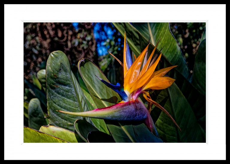 Decoration_Photos_Faune_Flore