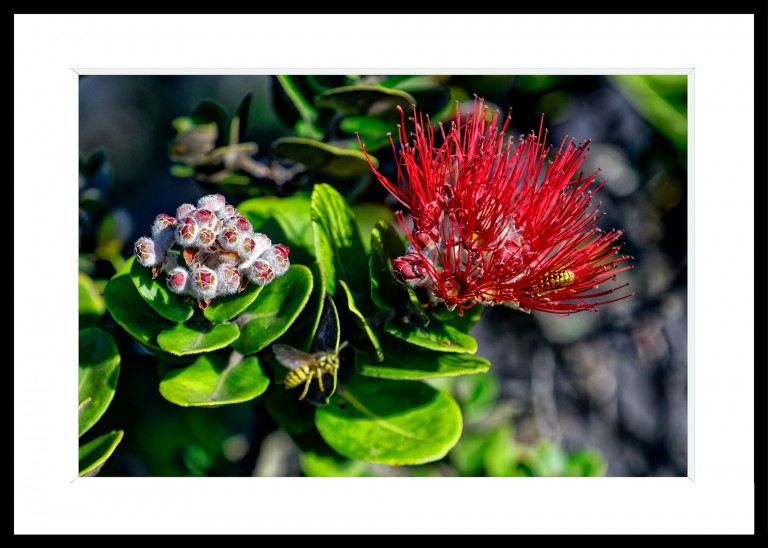 Decoration_Photos_Faune_Flore