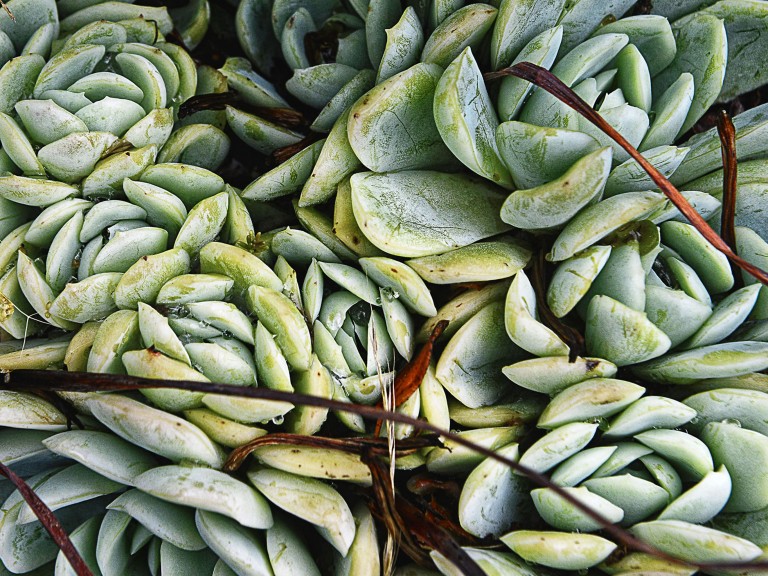 AbstractByNature_Purchase_EN AbstractByNature_Purchase_EN