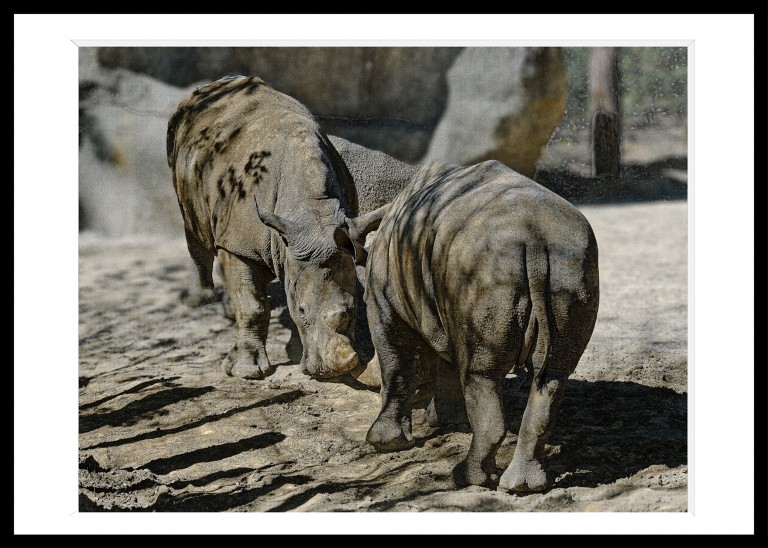 Decoration_Photos_Faune_Flore