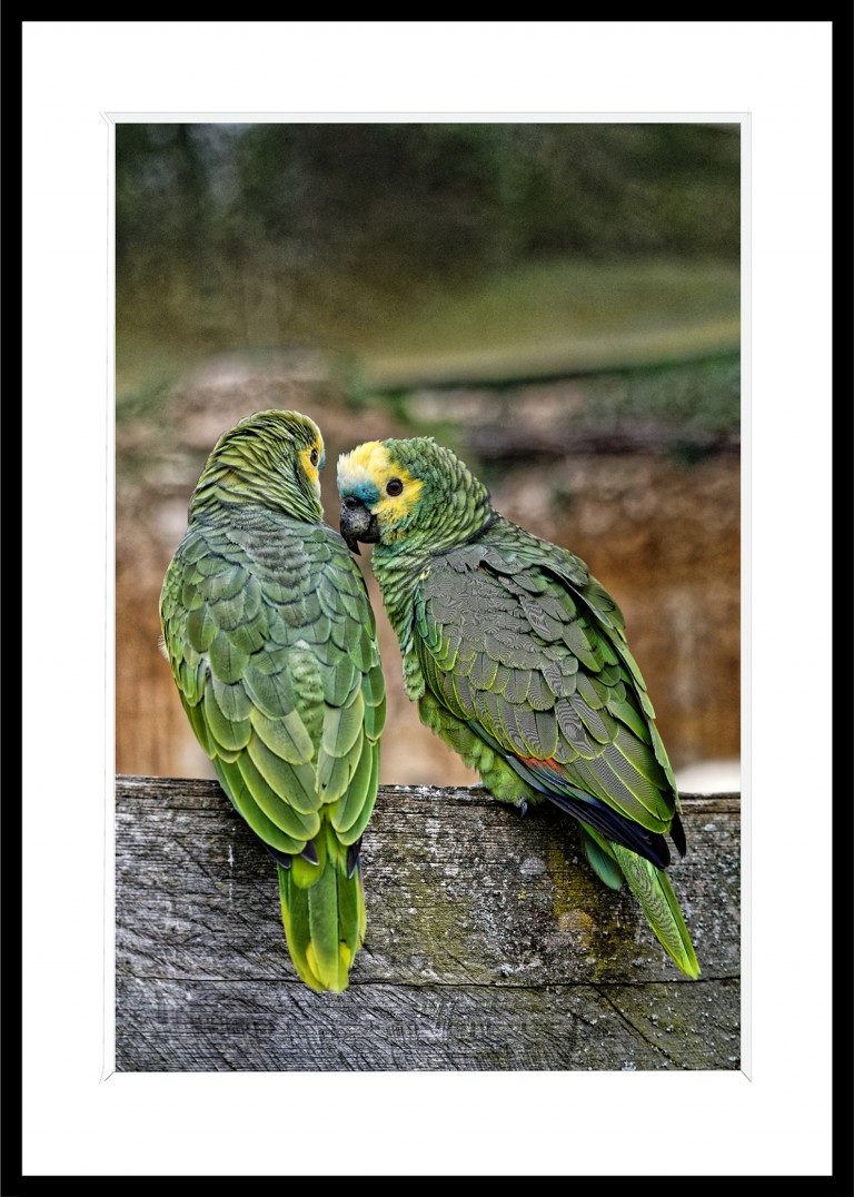 Decoration_Photos_Faune_Flore