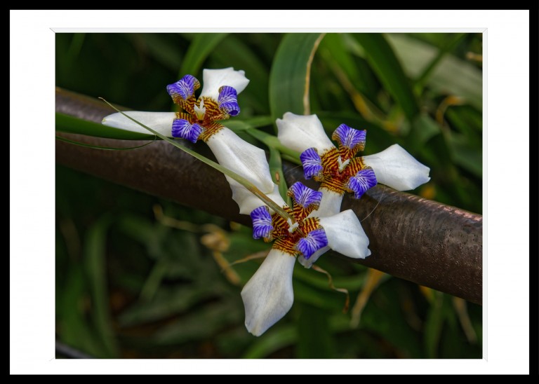 Decoration_Photos_Faune_Flore
