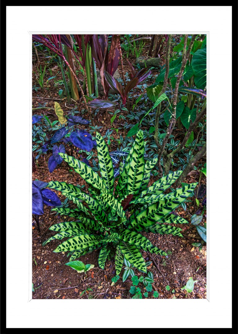Decoration_Photos_Faune_Flore