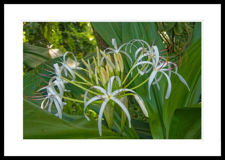 Decoration_Photos_Faune_Flore