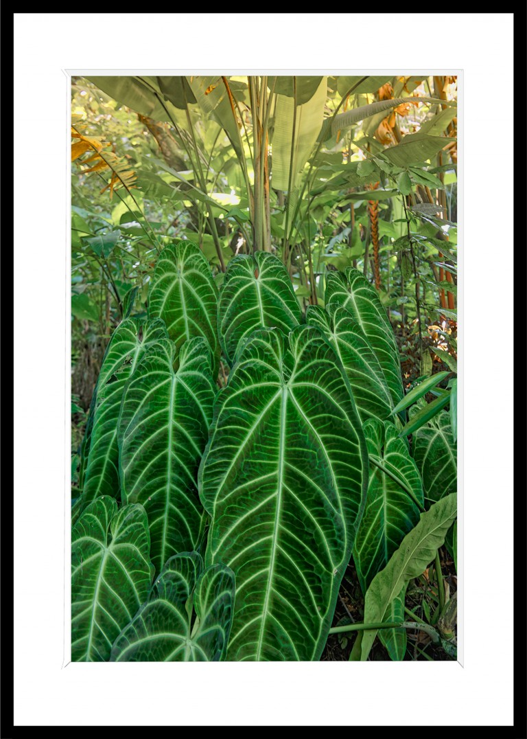 Decoration_Photos_Faune_Flore