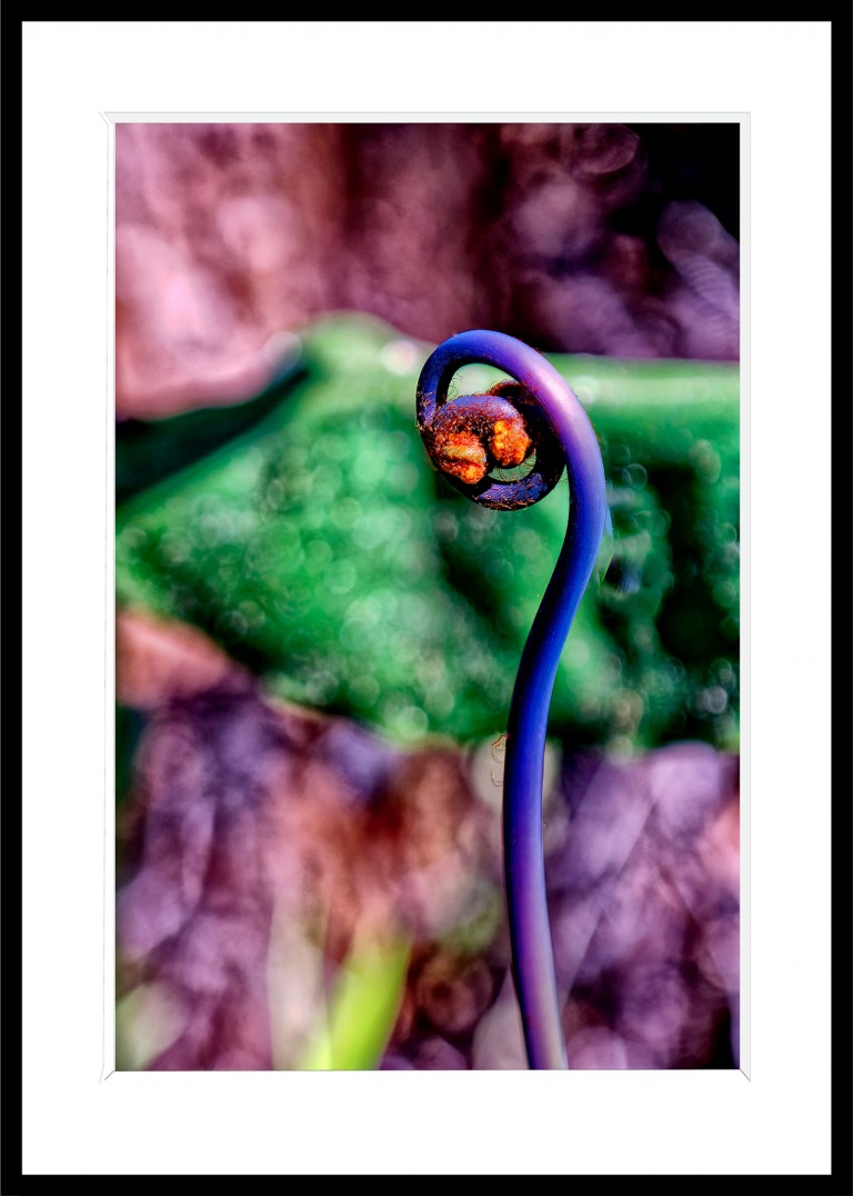 Decoration_Photos_Faune_Flore