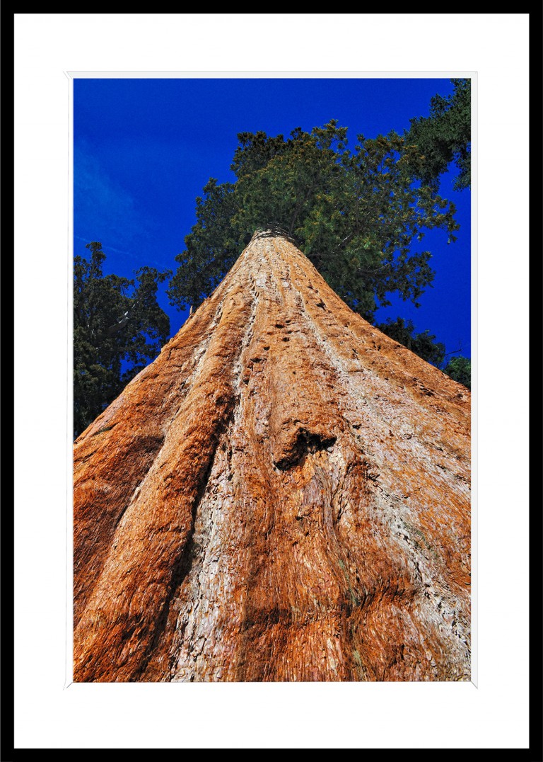 Decoration_Photos_Faune_Flore